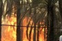 آتش سوزی در اروندکنار، بیش از 3 هکتار از نخیلات منطقه را از بین برد